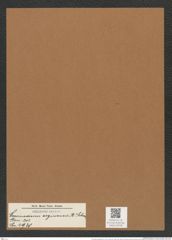 Coscinodiscus aeginensis A. Schm. (de-Toni-Nr.: Genus 202, Species 4930) Zeichnungen Sammlung Grunow Mappe 04758 (Herbarium_W_Grunow_drawings_Folder_04758)